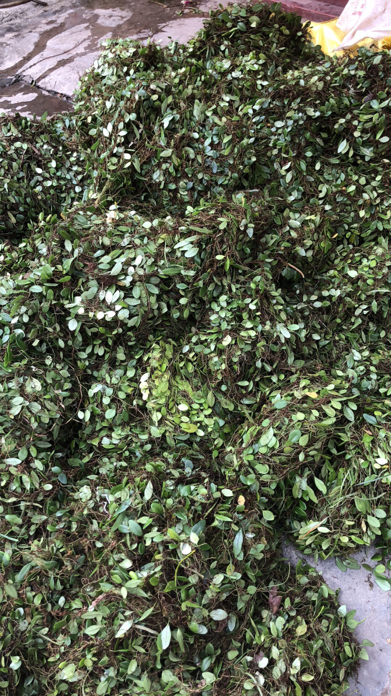 新鲜抱石莲石瓜子瓜子金鱼鳖草广西产地直发量大价优
