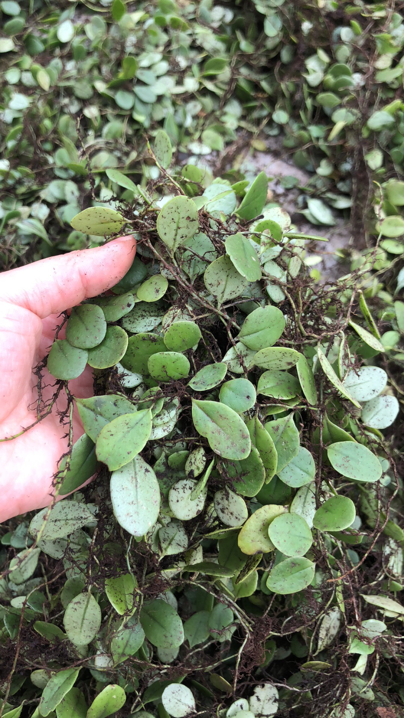 新鲜抱石莲石瓜子瓜子金鱼鳖草广西产地直发量大价优