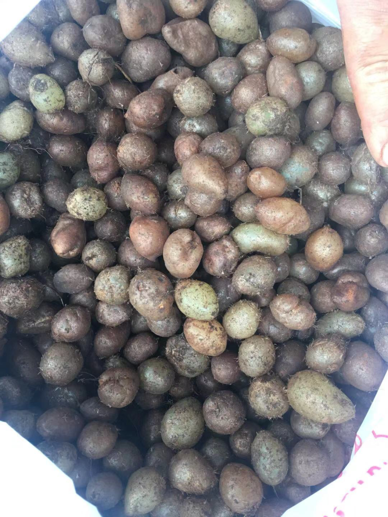 石黄皮（山黄皮，农户山上采挖，产地一手货源)