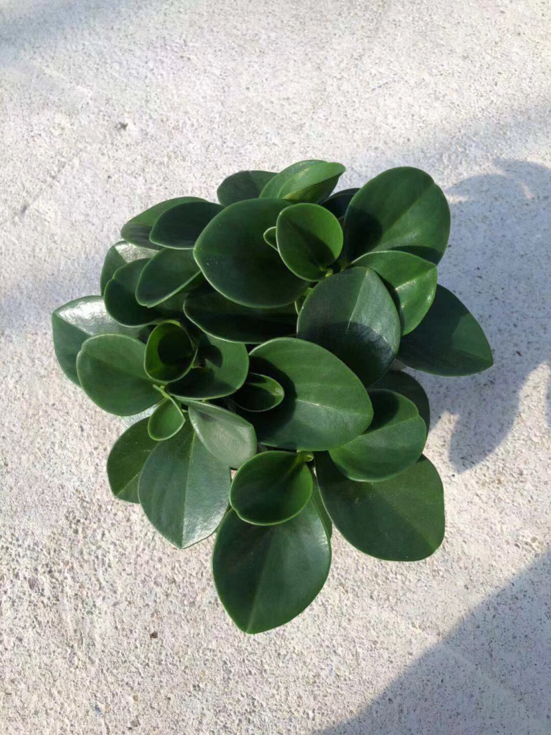 碧玉