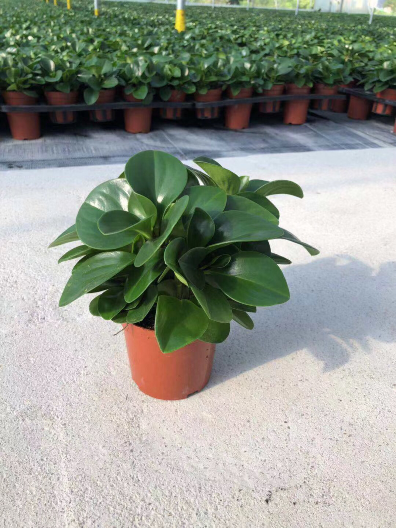 碧玉
