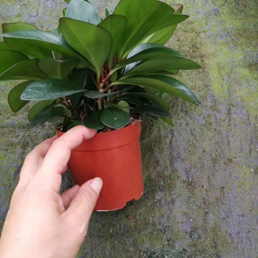 紫边碧玉