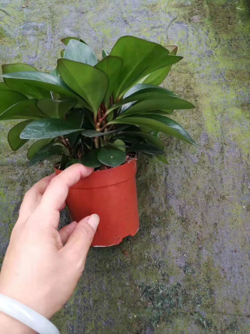 紫边碧玉