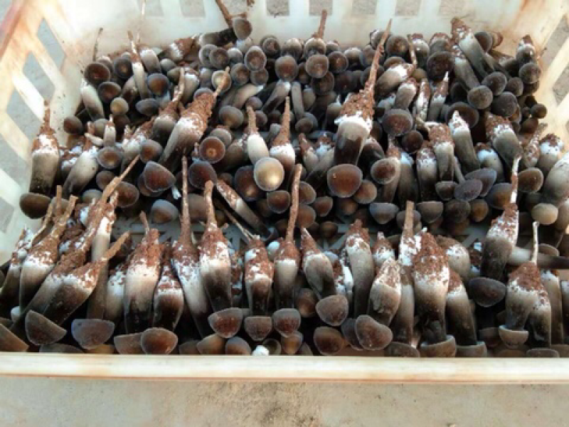 黑皮鸡枞菌出菇菌棒栽培技术基地直发鸡纵菌