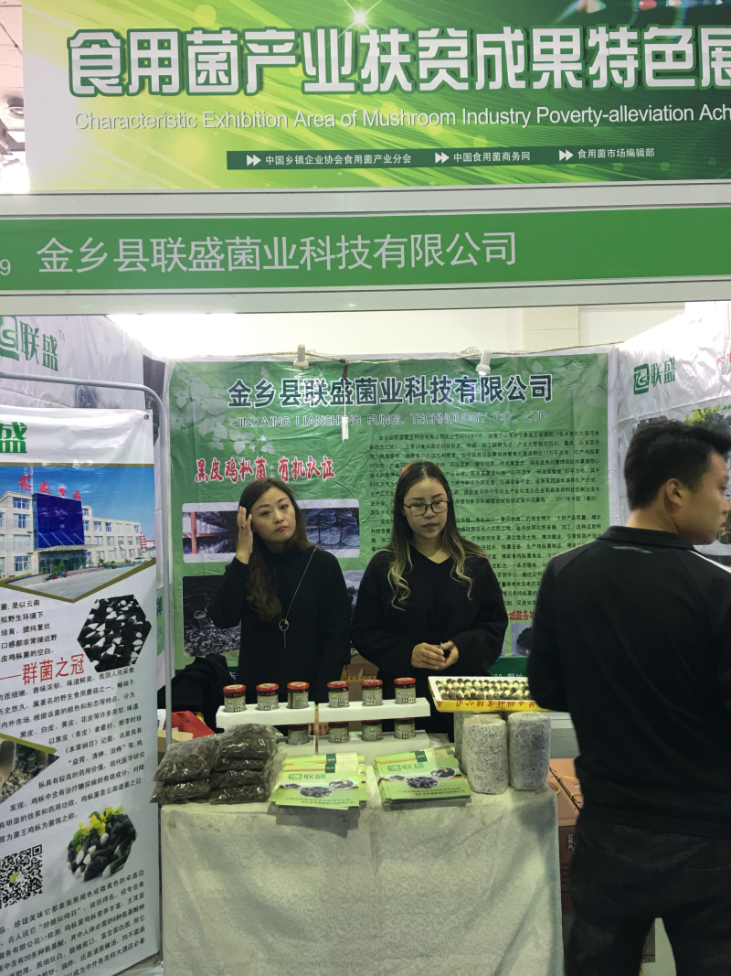 黑皮鸡枞菌出菇菌棒栽培技术基地直发鸡纵菌