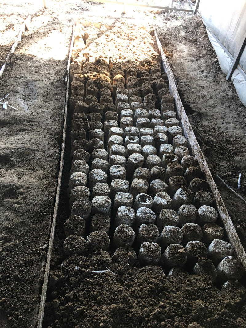黑皮鸡枞菌出菇菌棒栽培技术基地直发鸡纵菌