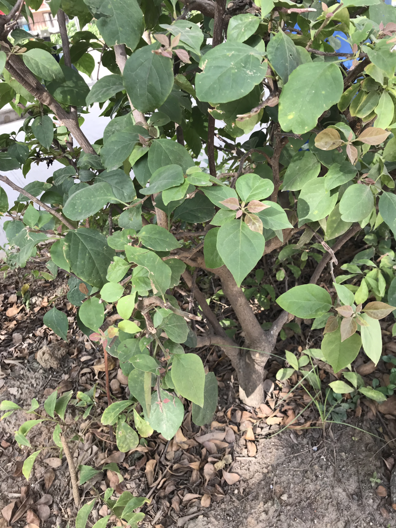 三角梅80公分高，特价处理，先到先得