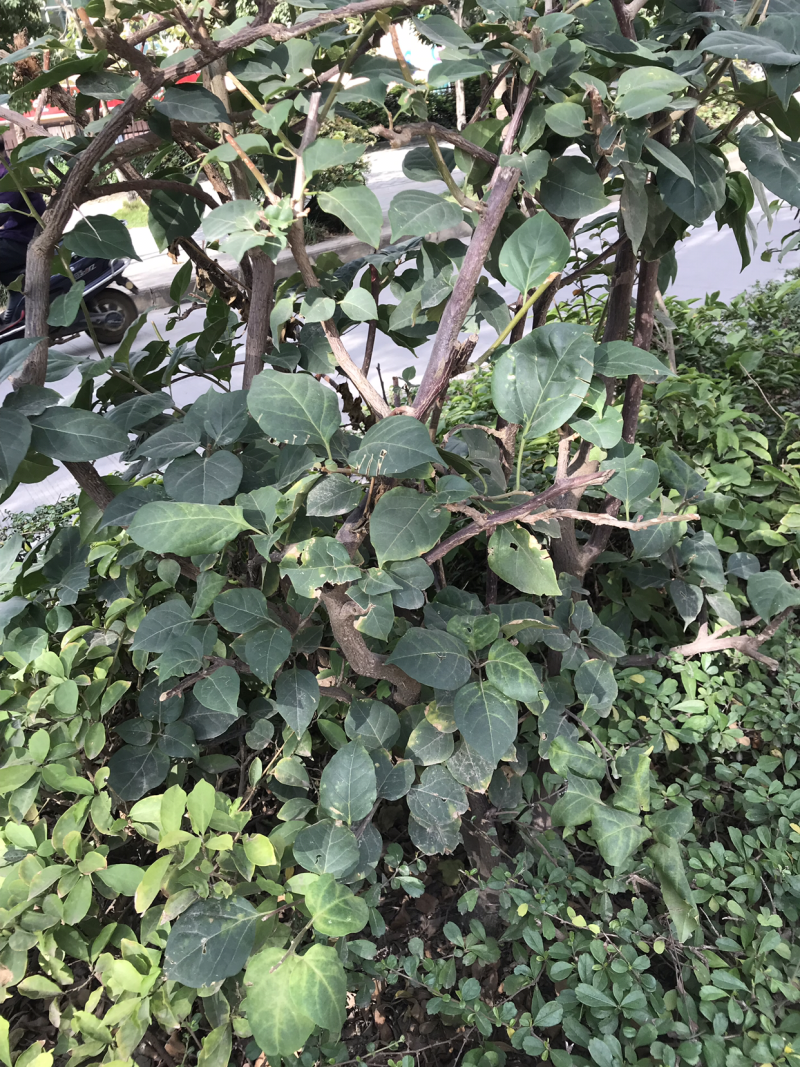 三角梅80公分高，特价处理，先到先得