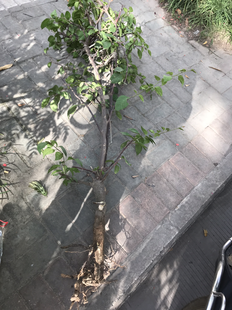 三角梅80公分高，特价处理，先到先得