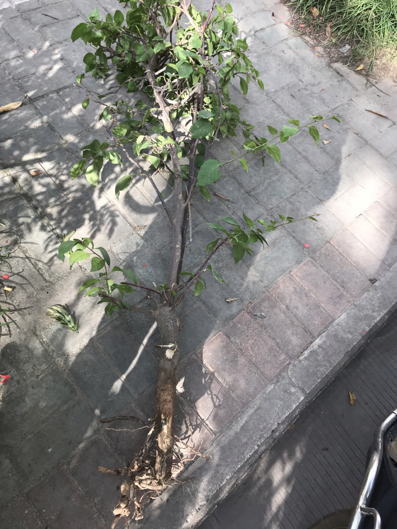 三角梅80公分高，特价处理，先到先得