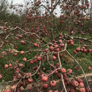 昭通糖心苹果