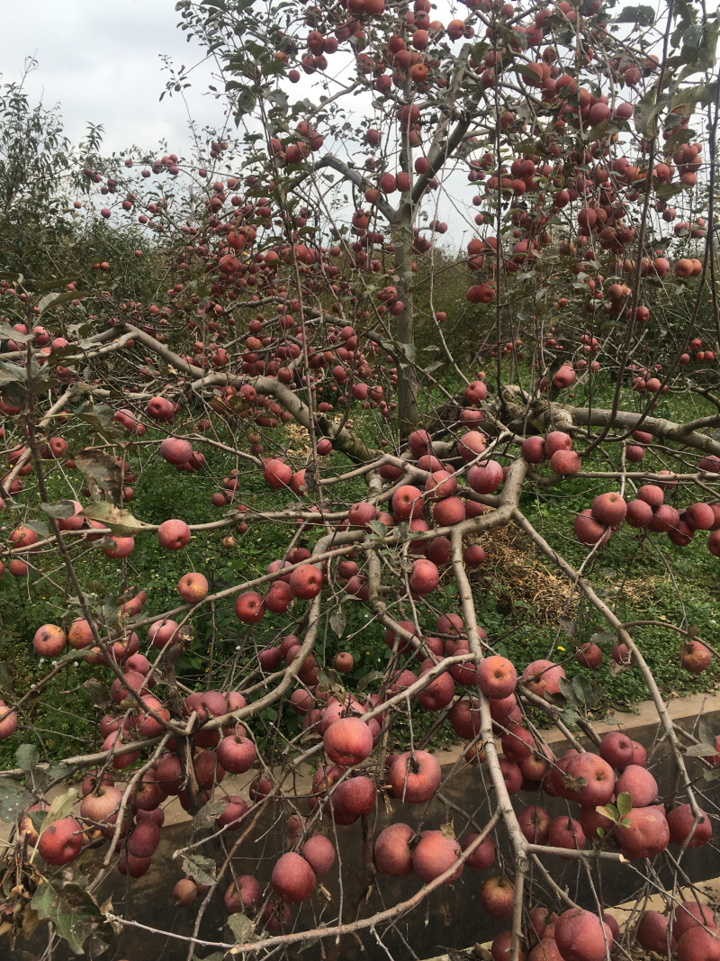 昭通糖心苹果