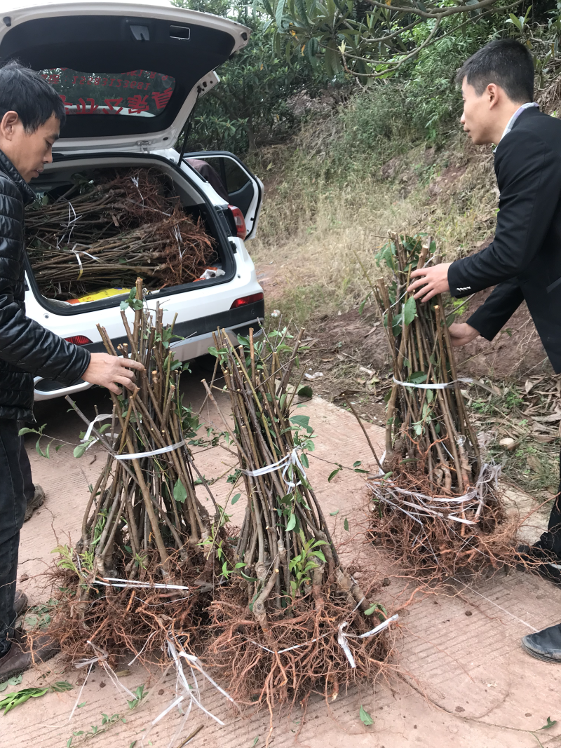 脆红李苗