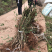 脆红李苗