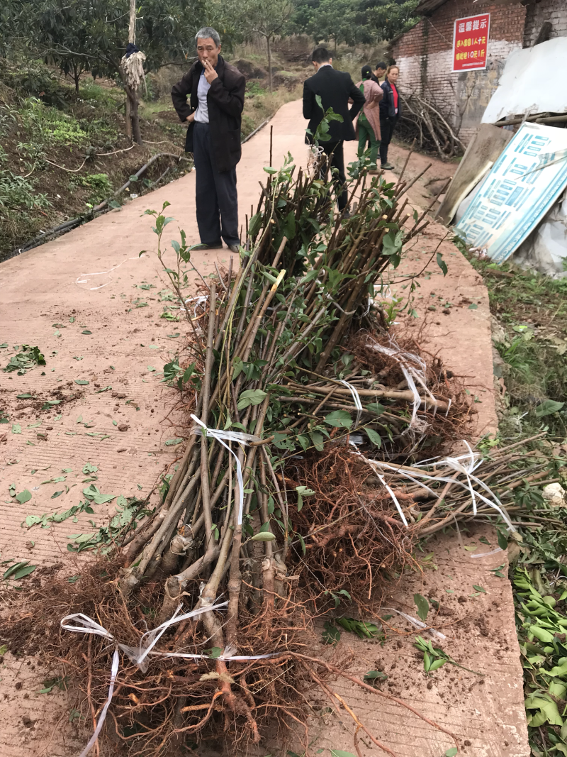 脆红李苗
