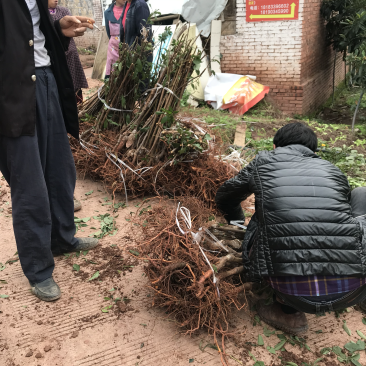 脆红李苗