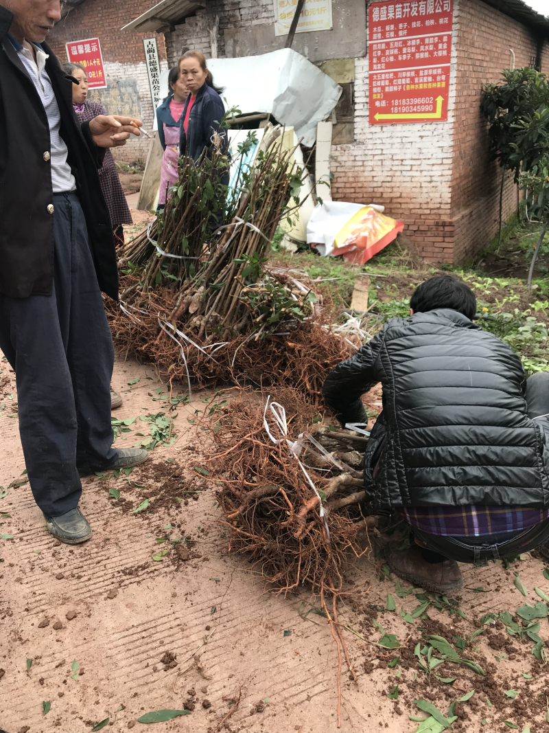脆红李苗
