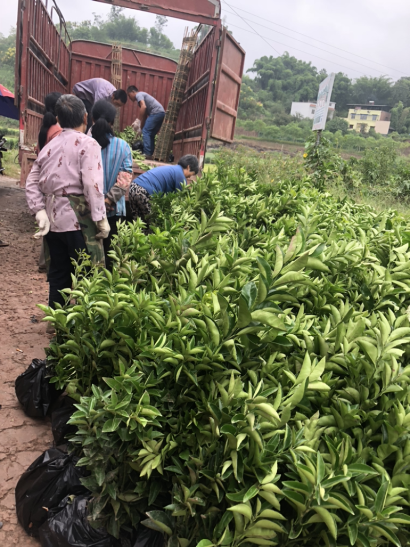 大量出售川药积苗，有需要的朋友电话联系！