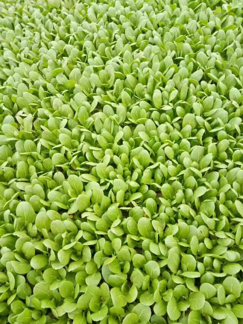 杭白菜，常年供应，质量保证，合作共赢