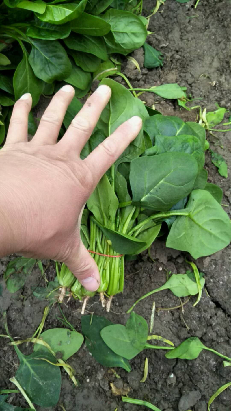 杭白菜，常年供应，质量保证，合作共赢