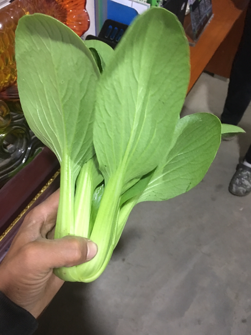 杭白菜，常年供应，质量保证，合作共赢