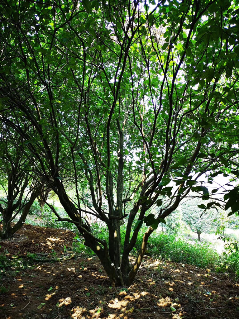 6米丛生香泡树