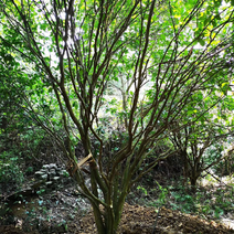 6米丛生香泡树
