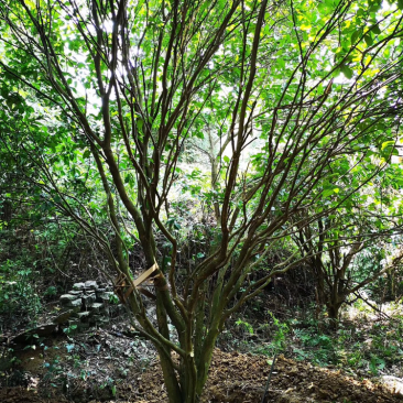 6米丛生香泡树