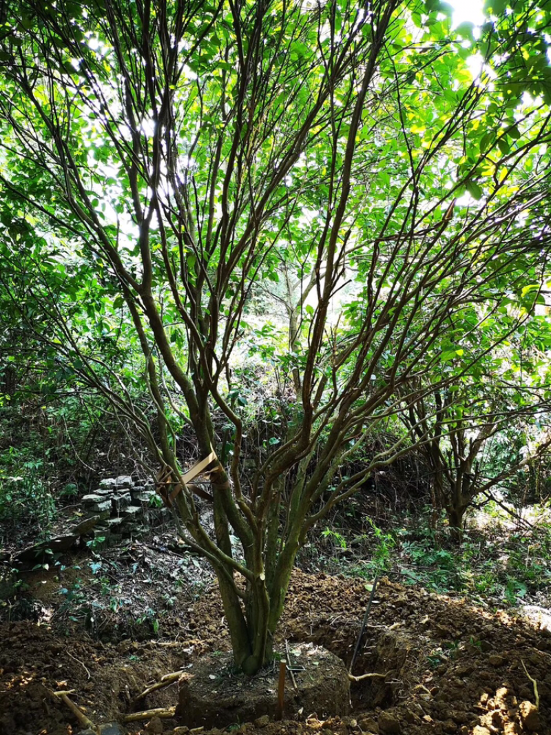 6米丛生香泡树