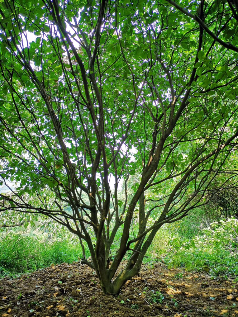 6米丛生香泡树