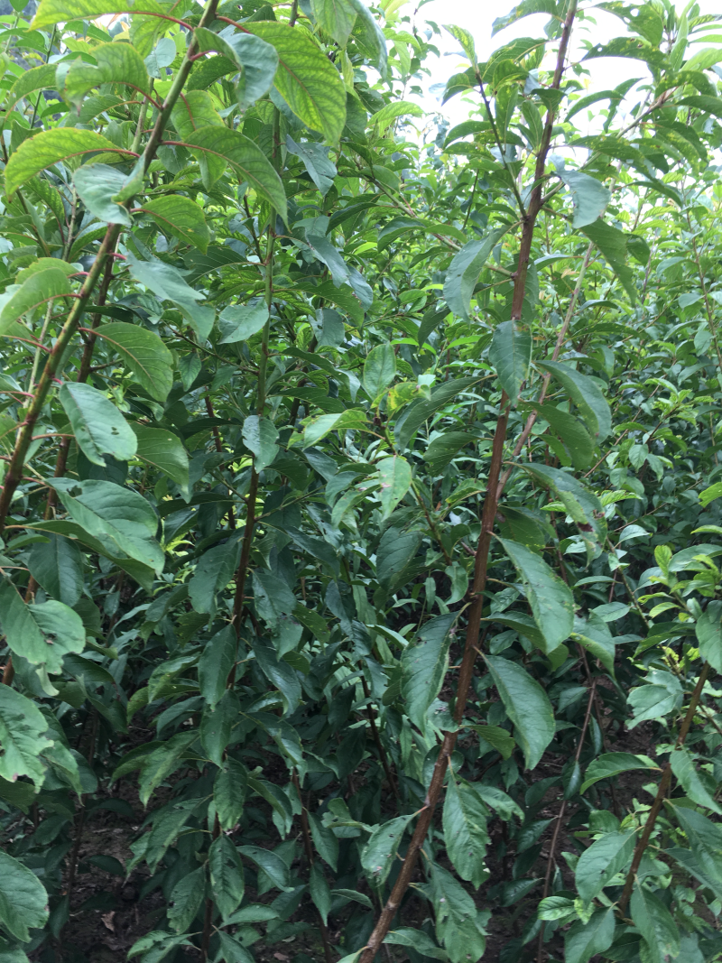 5月脆