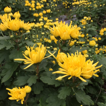 金丝皇菊