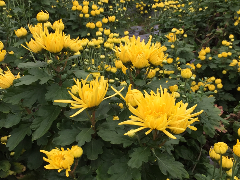 金丝皇菊