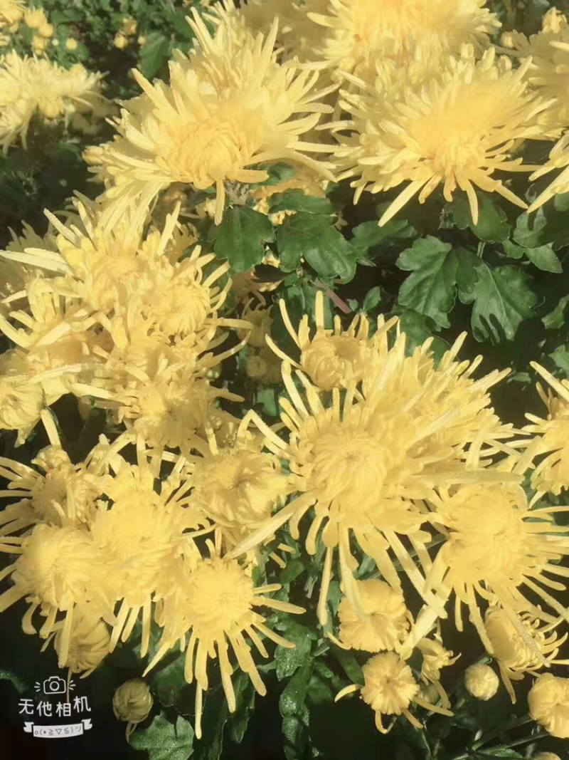 金丝皇菊