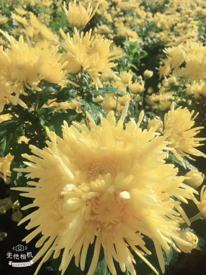 金丝皇菊
