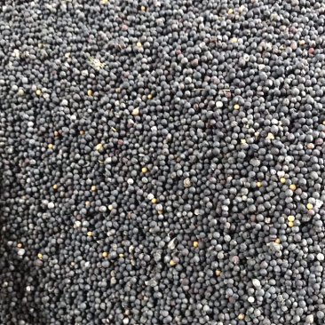 菜仔油加工现货批量订货