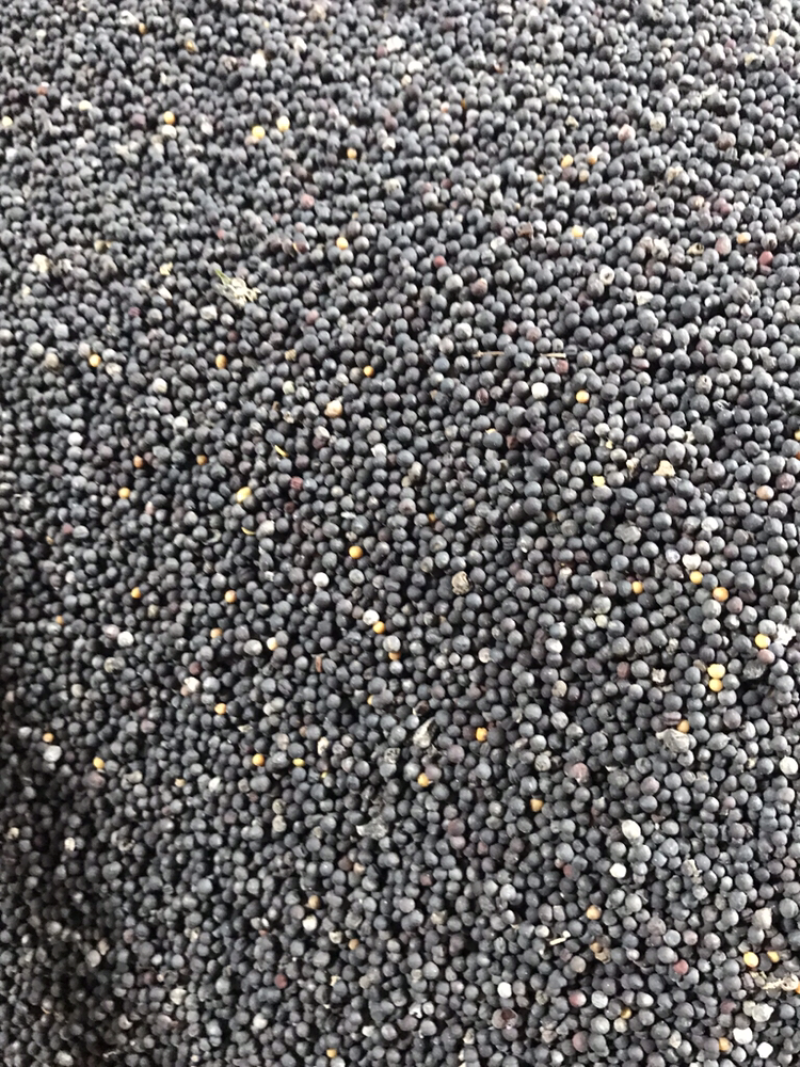 菜仔油加工现货批量订货