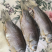 洪湖风干鲫鱼50斤起售