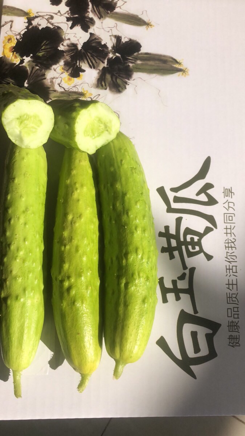海阳白黄瓜水果黄瓜小黄瓜含海阳白玉黄瓜新鲜黄瓜青瓜只做精品