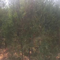 侧柏侧柏苗营养钵侧柏侧柏地苗侧柏大杯苗