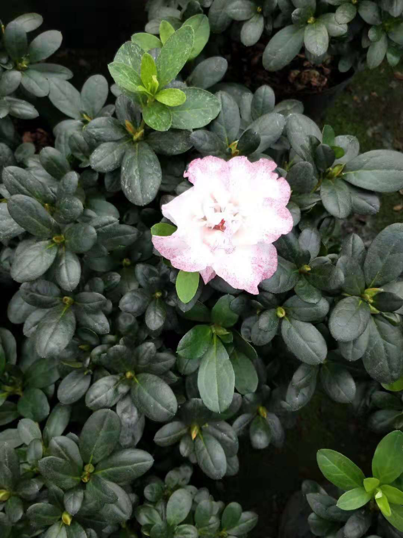 喷砂杜鹃花，一颗双色