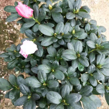 喷砂杜鹃花，一颗双色
