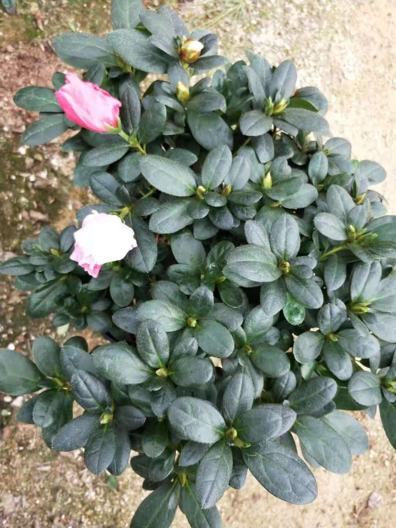 喷砂杜鹃花，一颗双色