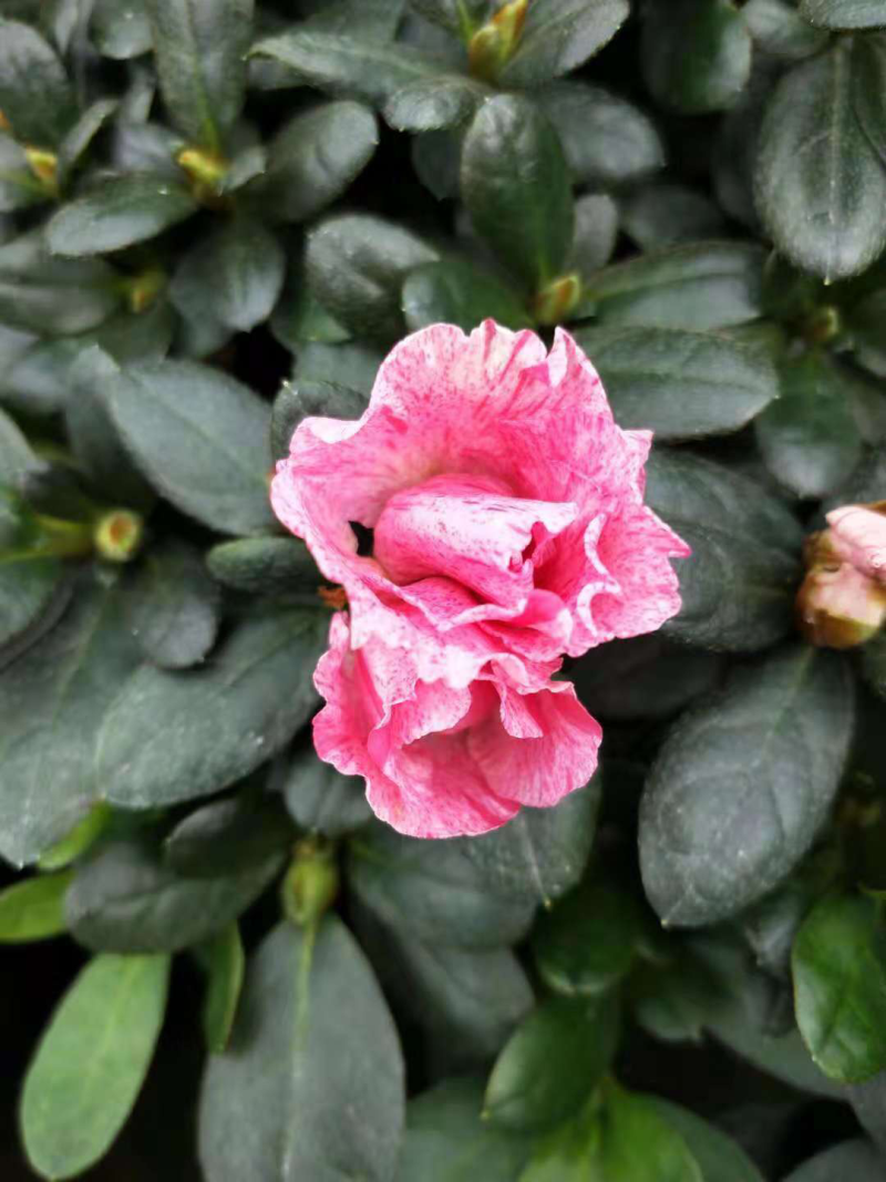 喷砂杜鹃花，一颗双色