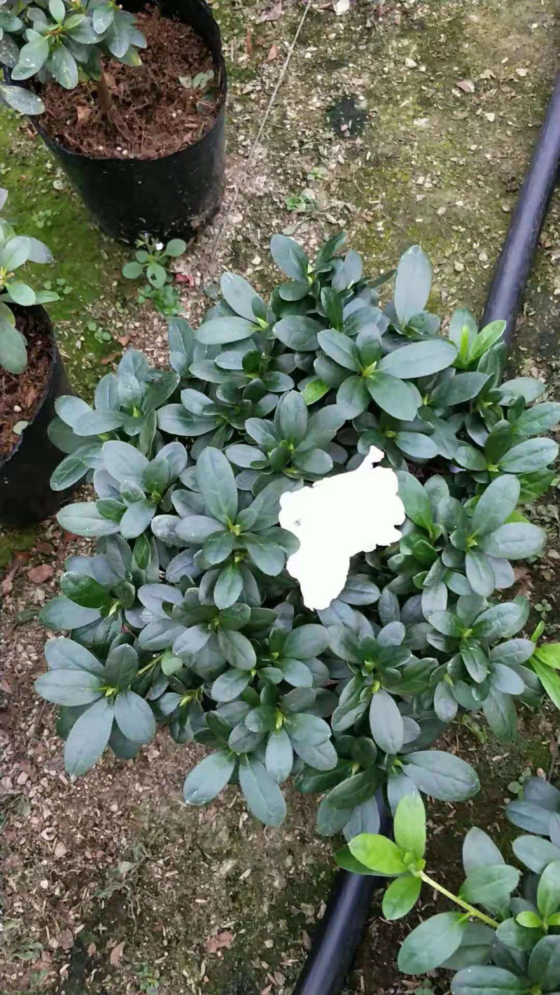 喷砂杜鹃花，一颗双色
