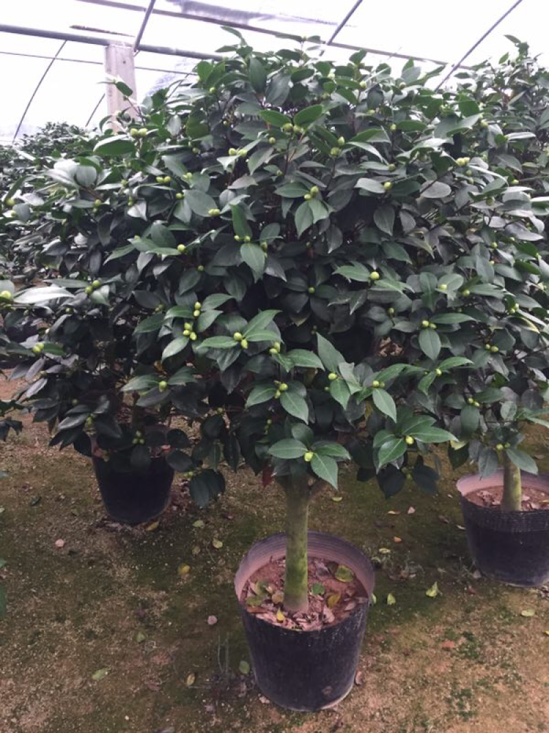 香茶花（烈香茶花、香妃茶花）420杯盆栽花卉绿植苗木