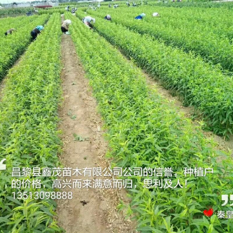 产地直销自繁自育桃树苗保品种挂果快