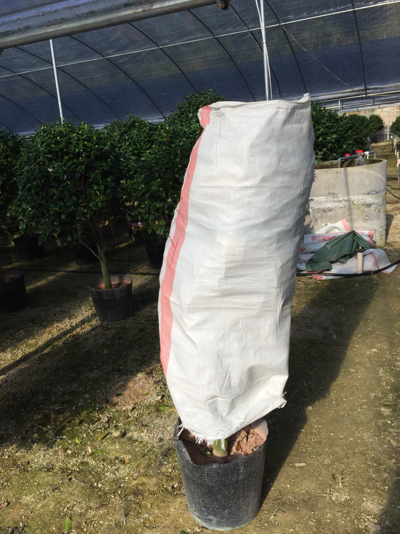 香茶花（烈香茶花、香妃茶花）420杯盆栽花卉绿植苗木