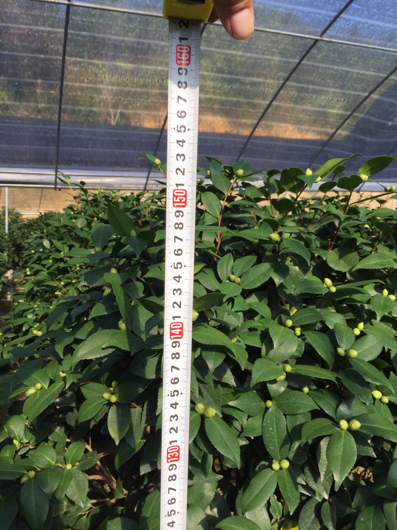香茶花（烈香茶花、香妃茶花）420杯盆栽花卉绿植苗木