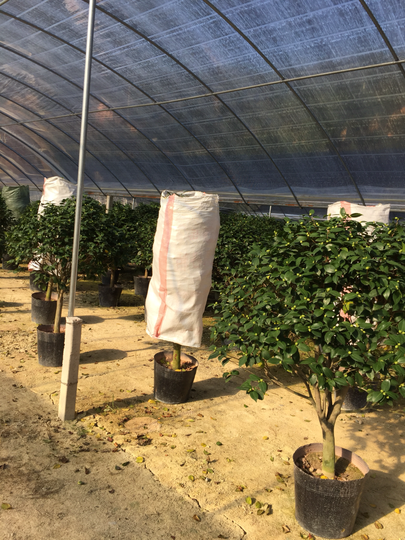 香茶花（烈香茶花、香妃茶花）420杯盆栽花卉绿植苗木